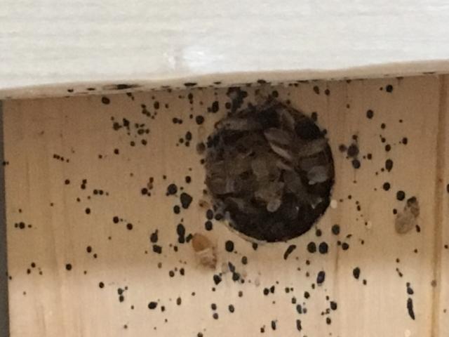 24/7 pest control