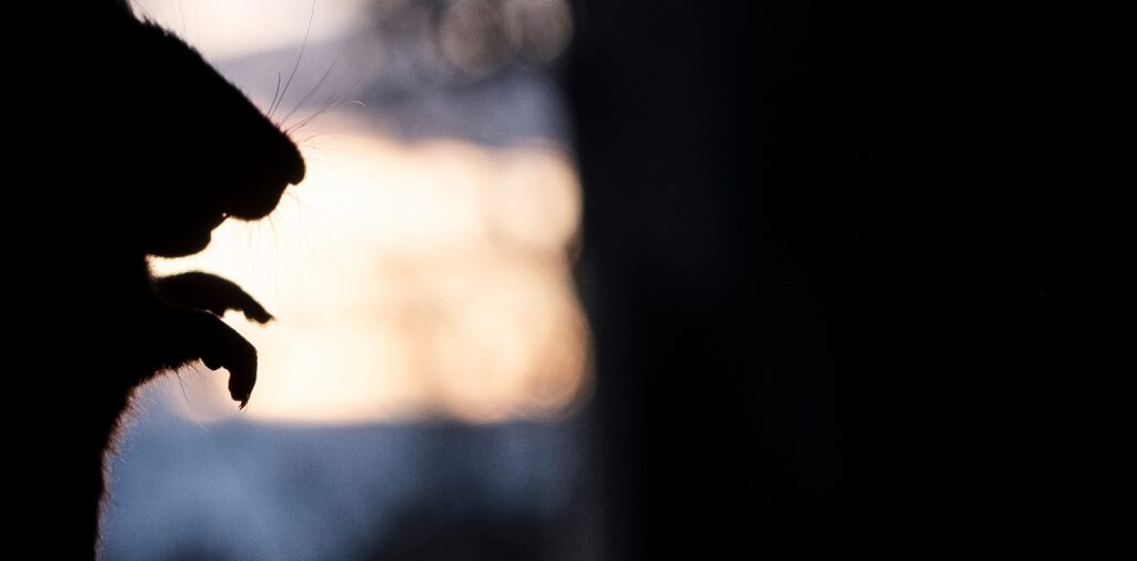rat control in Northamptonshire