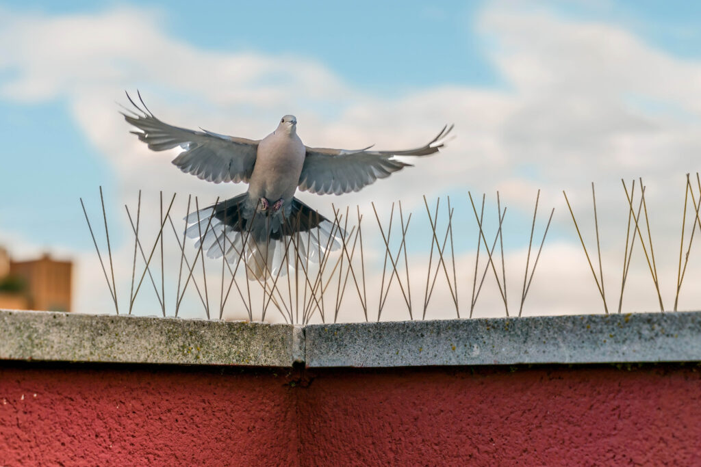 bird control