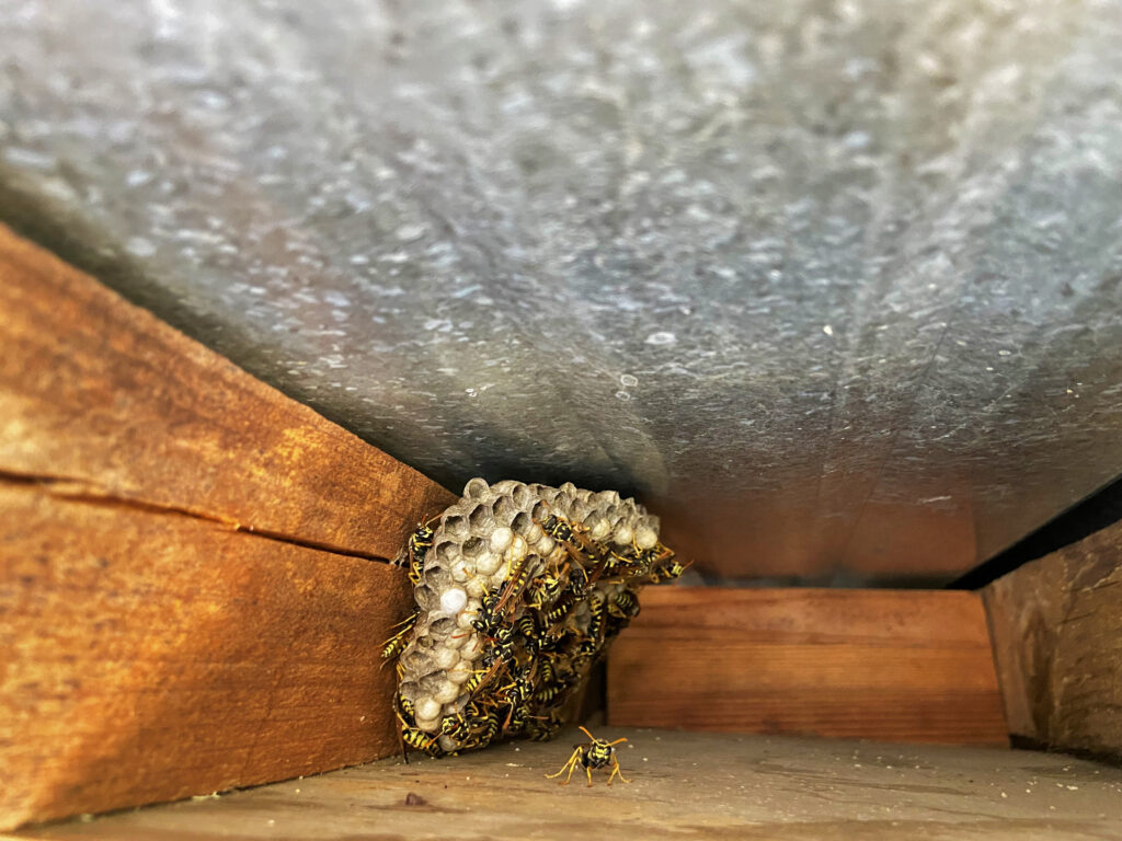 ant and insect control Northampton
