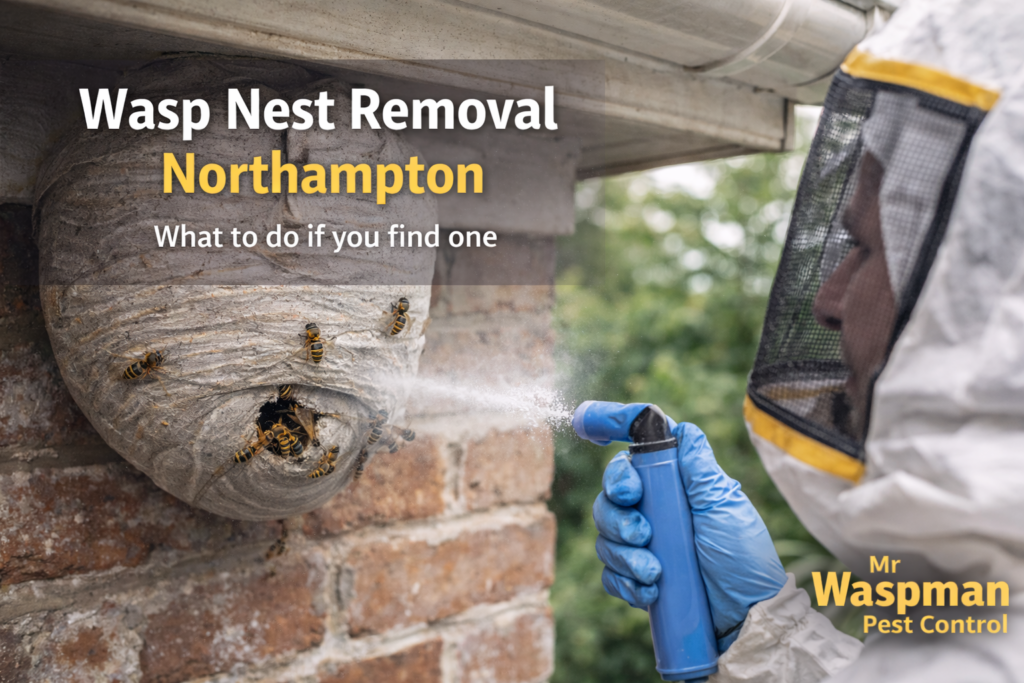 Wasp Nest Removal Northampton
