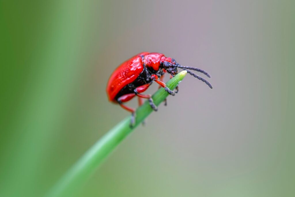 insect control services — Mr WaspMan Pest Control