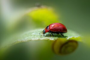 Home 3 Northampton pest control services — Mr WaspMan Pest Control